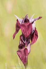 Serapias cordigera