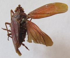 Enchophora tuberculata