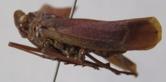 Enchophora tuberculata