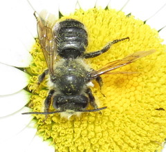 Megachile inermis