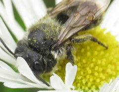 Megachile inermis