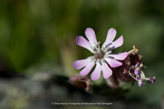 Silene foetida