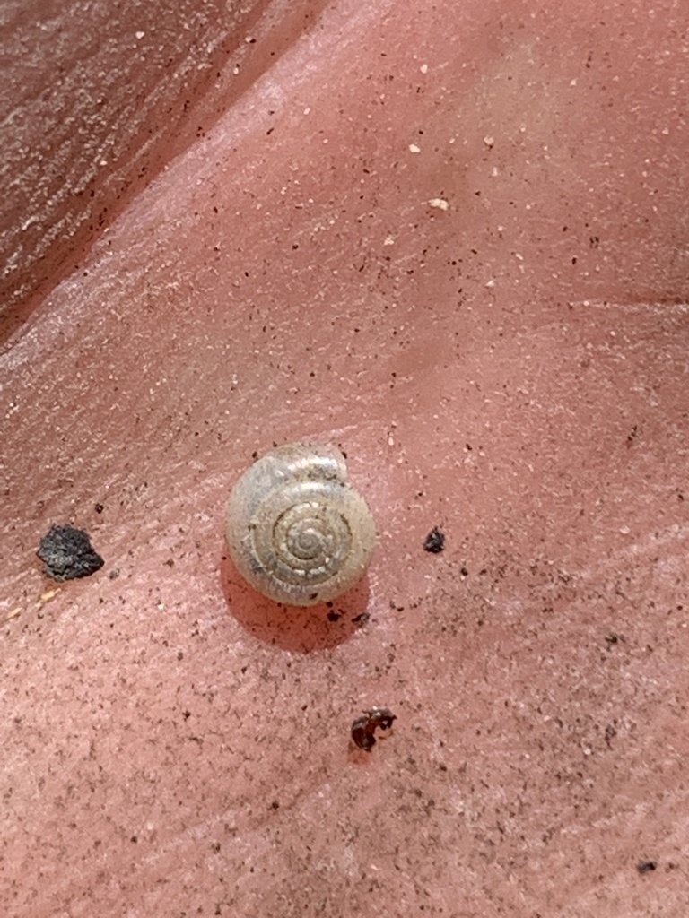 spruce snail