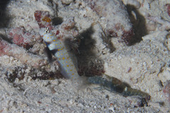 Amblyeleotris guttata