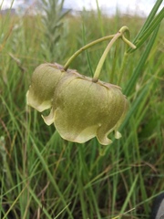 Pachycarpus campanulatus