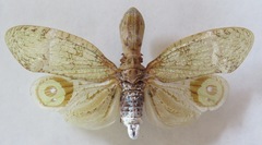 Fulgora laternaria