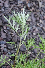 Artemisia vulgaris