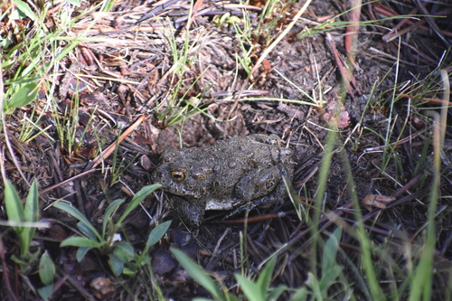 iNaturalist observation photo of Yosemite Toad