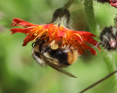 Bombus frigidus