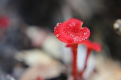 Cruentomycena