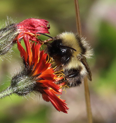 Bombus frigidus