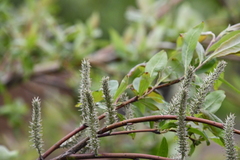 Salix boganidensis