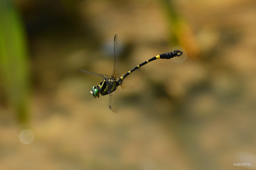 Lamelligomphus hainanensis