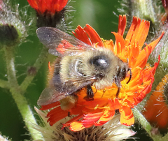 Bombus frigidus