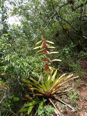 Tillandsia fendleri