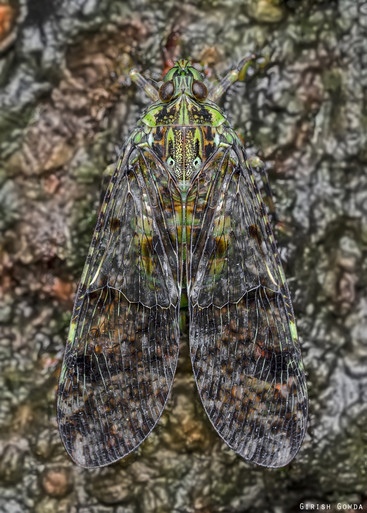 Dichoptera hampsoni