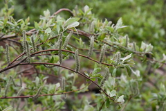 Salix boganidensis