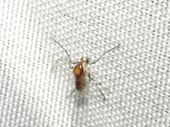 Coelotanypus tricolor