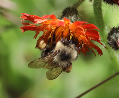 Bombus frigidus