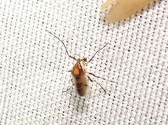 Coelotanypus tricolor