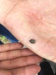 Holcostethus albipes