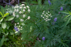 Ligusticum filicinum