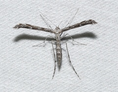 Hellinsia inquinatus