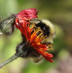 Bombus frigidus