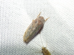 Ponana rubida