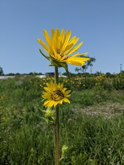 Silphium laciniatum