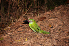 Aulacorhynchus derbianus