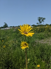 Silphium laciniatum