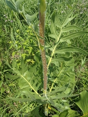 Silphium laciniatum