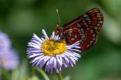 Euphydryas gillettii