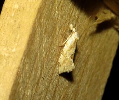 Aethes angustana