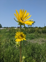 Silphium laciniatum