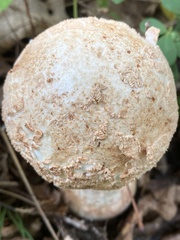 Amanita rhopalopus