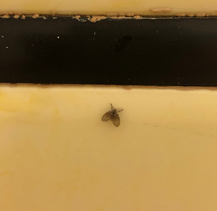 Clogmia albipunctata