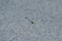 Burmagomphus vermicularis