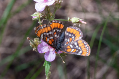 Euphydryas gillettii