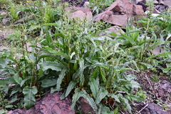 Rumex aquaticus protractus