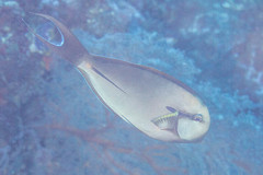 Acanthurus nigricauda