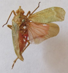 Enchophora pallidipunctata