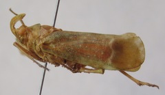 Enchophora pallidipunctata