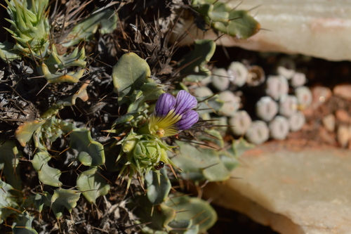 Fifteenmile Spikeviolet (Acanthopsis insueta)