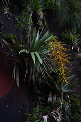 Tillandsia samaipatensis