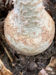 Amanita rhopalopus