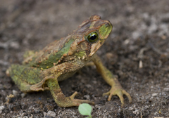 Incilius coniferus