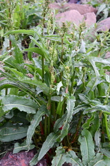 Rumex aquaticus protractus
