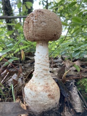 Amanita rhopalopus
